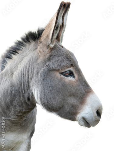 Valokuvatapetti donkey portrait isolated on white background
