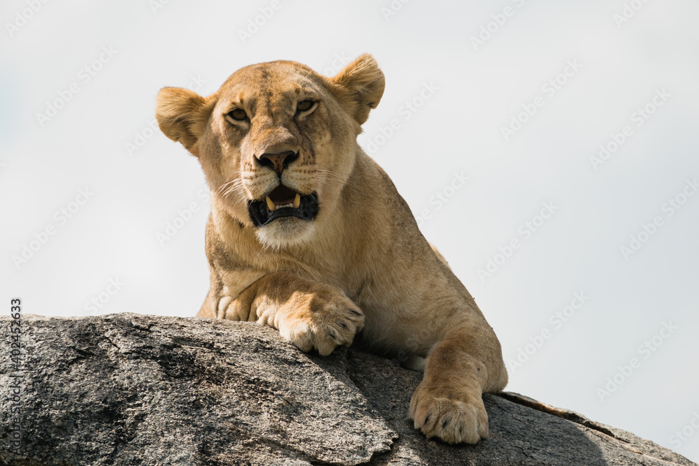 Löwin in der Serengeti Löwin in der Serengeti