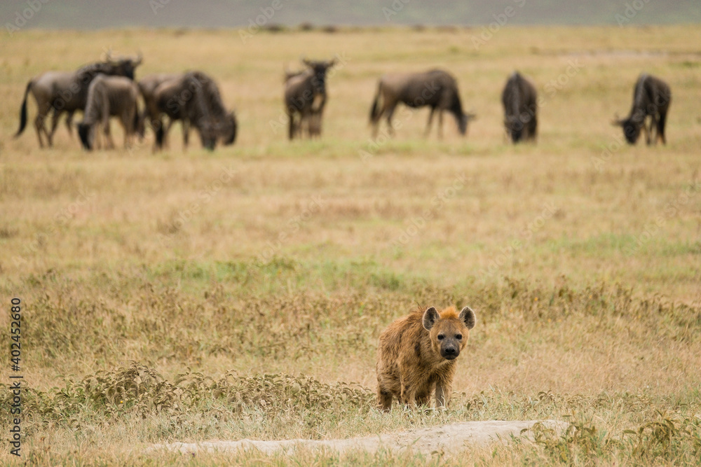 Tuepfelhyaene im Ngorongoro Krater