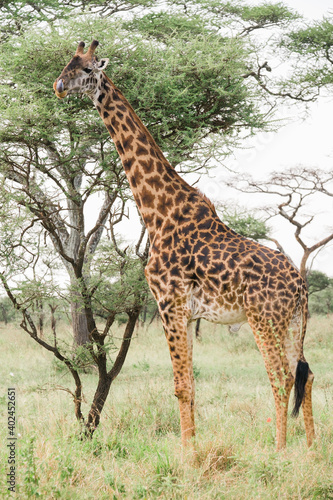 Massai- Giraffe in der Serengeti