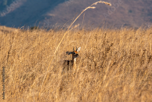 Ibex antelope hiding in the grass