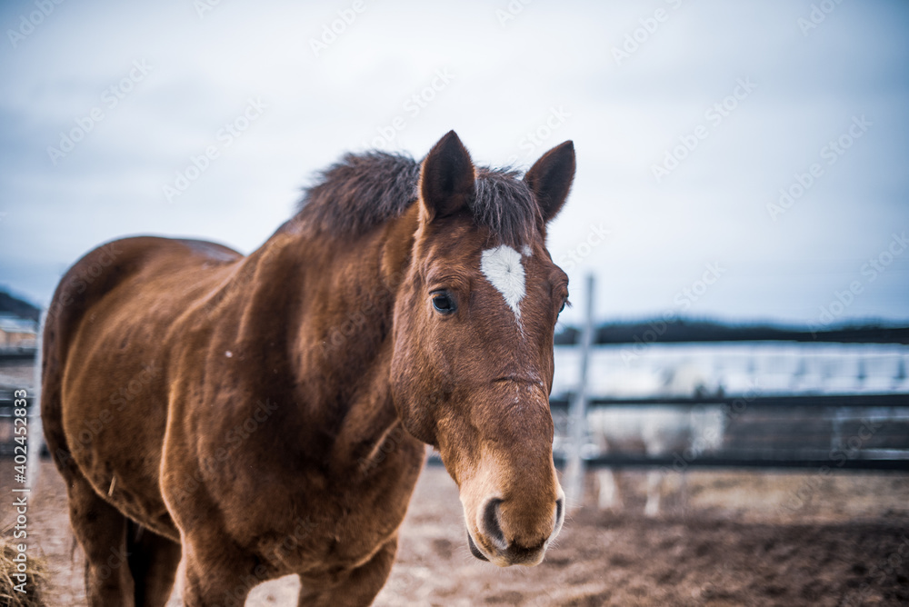 Close up on brown chestnut draft horse standing outside in winter Close up on brown chestnut draft horse standing outside in winter