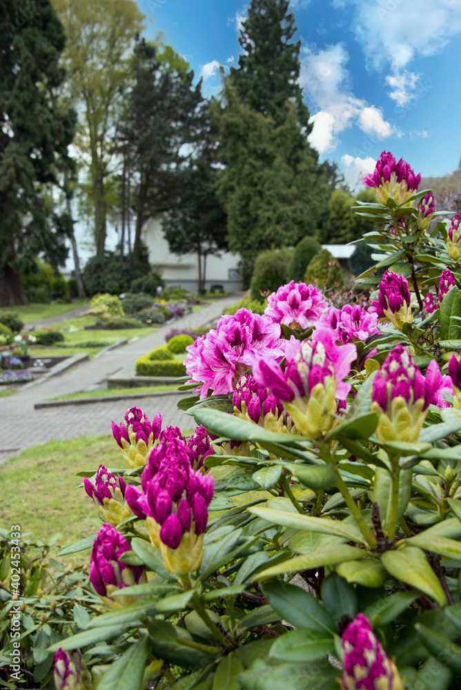 Obraz premium schöner Rhododendron auf dem Grab
