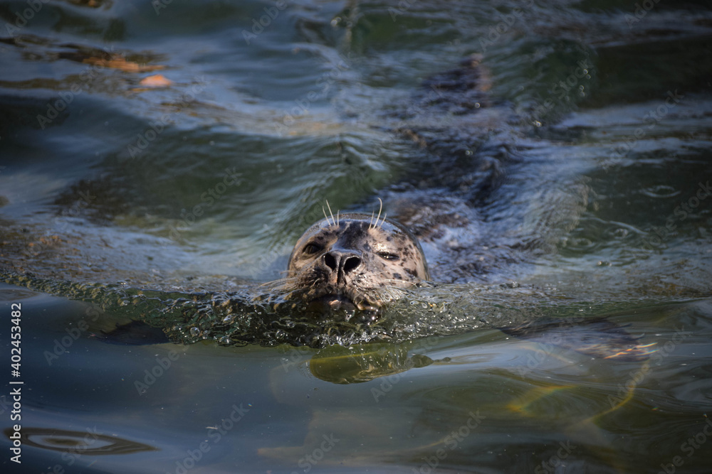 Fototapeta premium Seal is swimming in his own swimming pool in zoo. This is his habitat. 