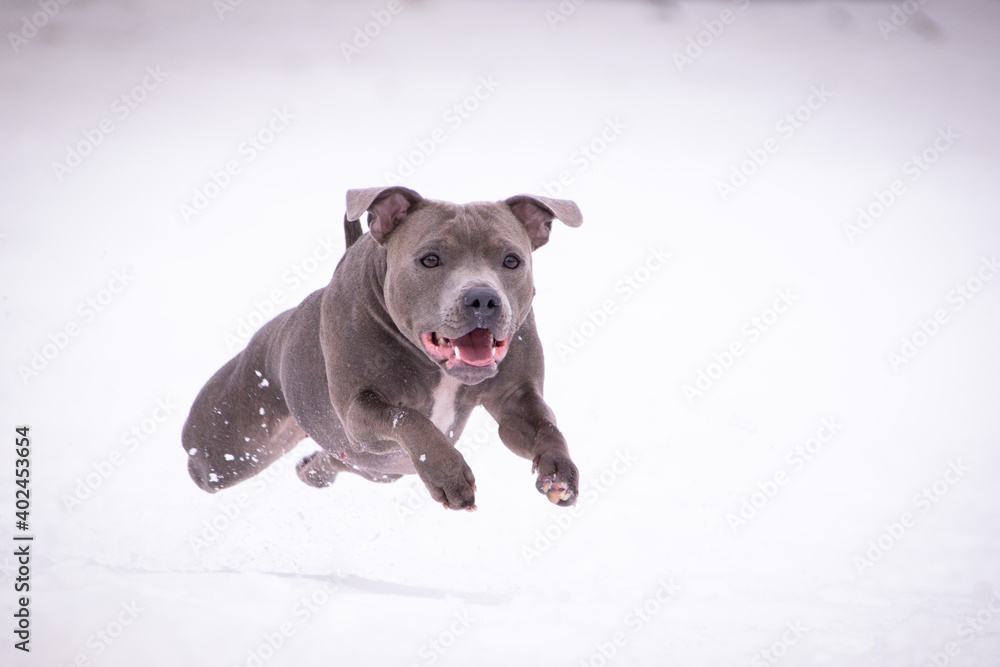 staffordshire bull terrier is jumping in snow. he is so happy outside. Dogs in snow is nice view