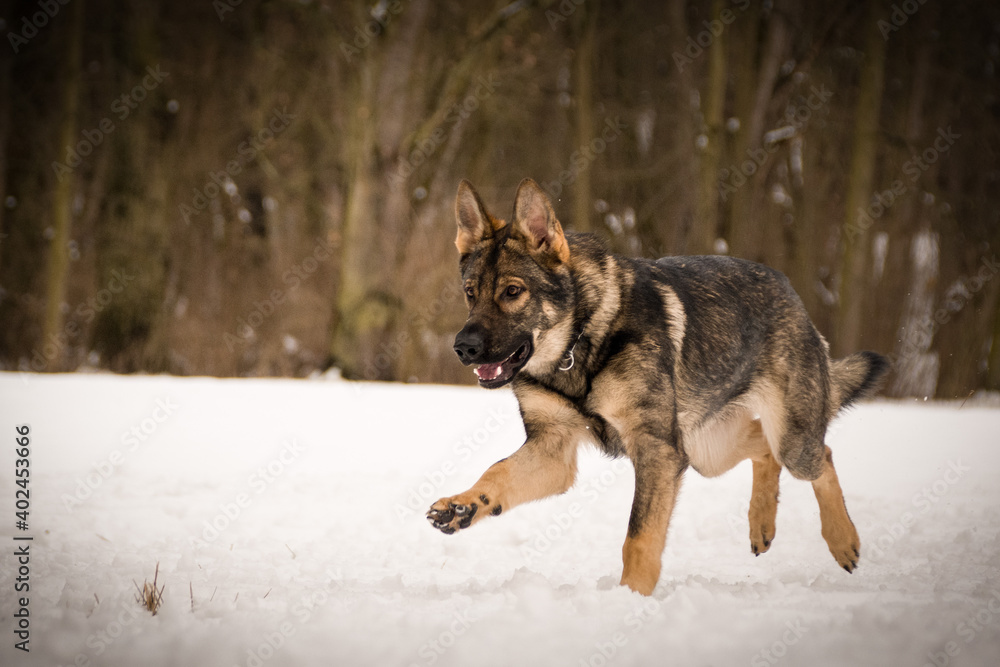 German Shepherd Dog is running in snow. he is so happy outside. Dogs in snow is nice view German Shepherd Dog is running in snow. he is so happy outside. Dogs in snow is nice view