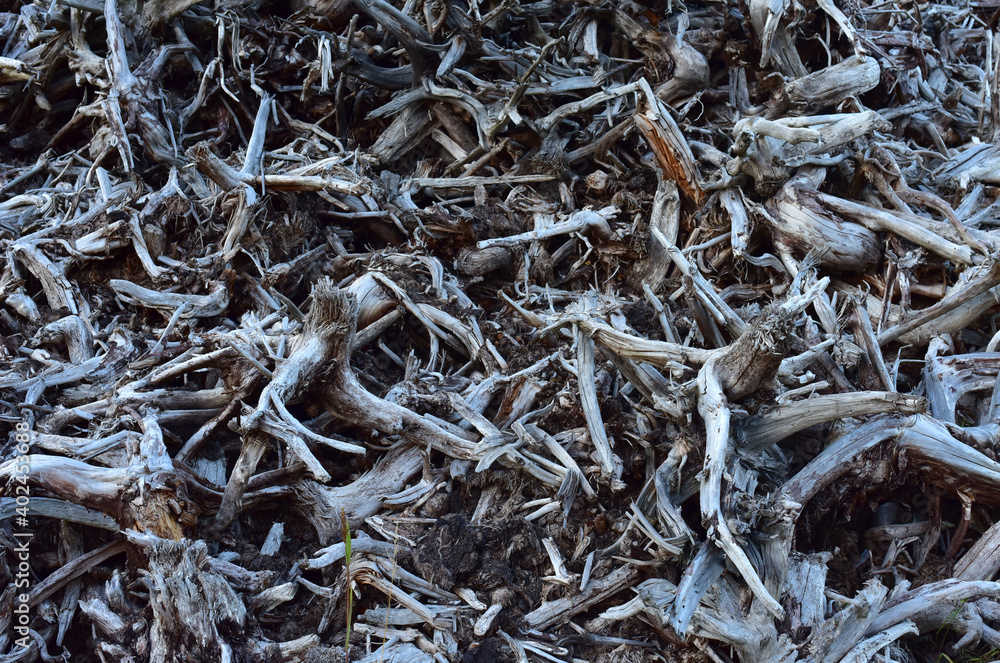 Pile of wood roots. Root from tree from peat bogs. Roots from trees after draining a swamp for peat and oil extraction. Gray wooden background of dead trees. Texture of dry birch and pine branches Pile of wood roots. Root from tree from peat bogs. Roots from trees after draining a swamp for peat and oil extraction. Gray wooden background of dead trees. Texture of dry birch and pine branches
