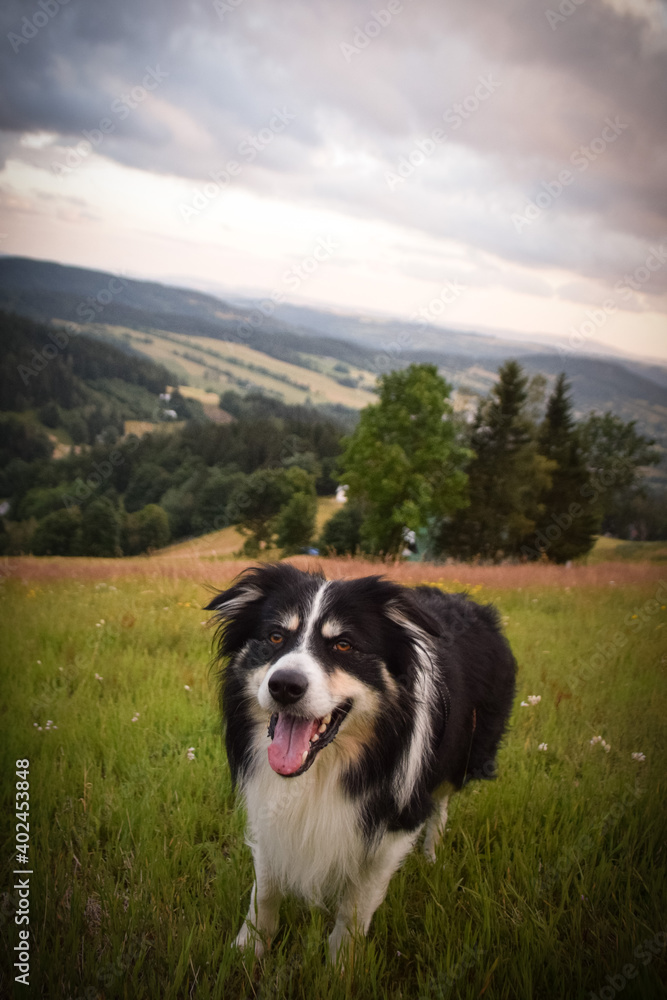 Border collie is lying in the grass. He is so crazy dog on trip. Border collie is lying in the grass. He is so crazy dog on trip.