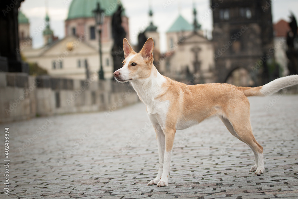 White mix dog is standing in city center. He was in center of Prague. She is so patient model.