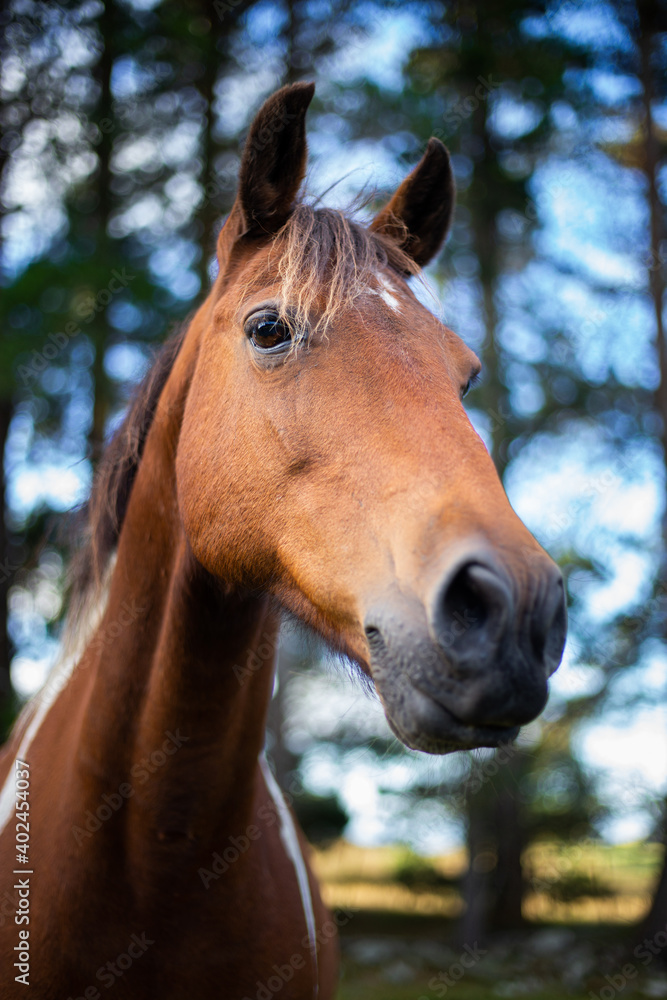 Fototapeta premium Horse portrait with trees in the background