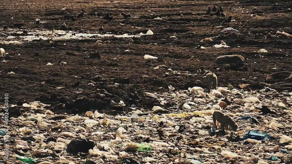 Wild dogs in slow motion. Dump background. landfill pattern. Garbage background. Wild dogs in slow motion. Dump background. landfill pattern. Garbage background.