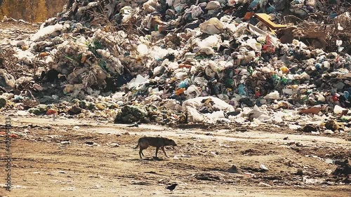 Wild dogs in slow motion. Dump background. landfill pattern. Garbage background. photo