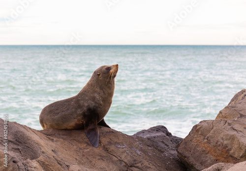 New Zealand fur seal sitting on a rock on the beach