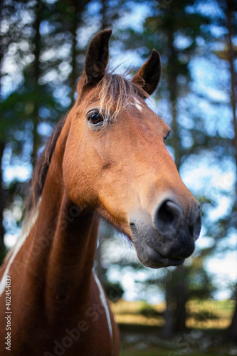 Horse portrait with trees in the background