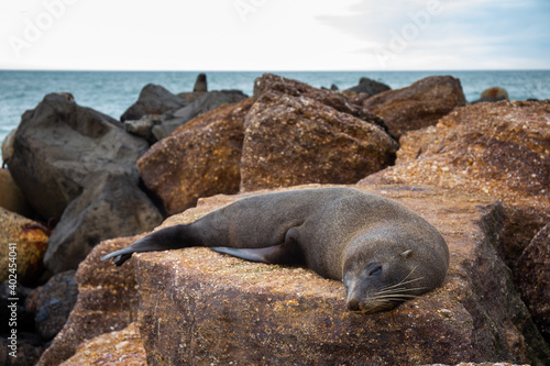 New Zealand fur seal laying on a rock on the beach