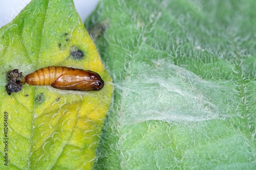 Pupa of tortrix moths (family Tortricidae) ona a leaf. It is pest of plants. 