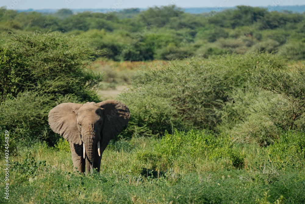 Afrikanischer Elefant Steppenelefant ( Loxodonta africana )