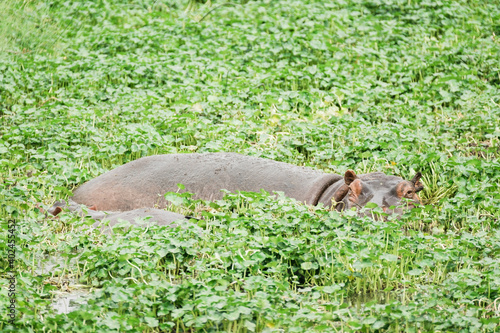 Nilpferd im Ngorongoro Krater