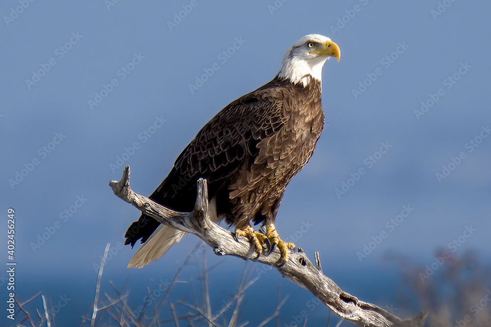 Obraz premium Bald Eagle perched on a branch