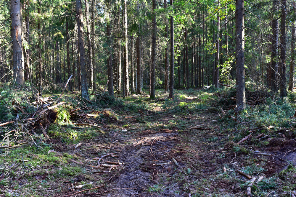 Felled pine trees in forest. Deforestation and Illegal Logging, international trade in illegal timber. Stump of the felled living tree in the forest. Destruction wildlife. Wood Export and Import Felled pine trees in forest. Deforestation and Illegal Logging, international trade in illegal timber. Stump of the felled living tree in the forest. Destruction wildlife. Wood Export and Import