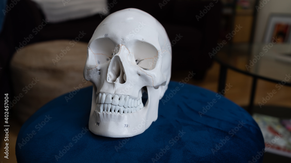 Human Skull Human Skull