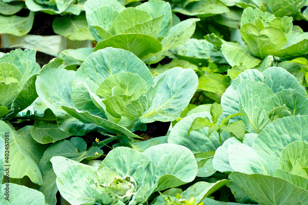 Fresh raw cabbage in a home vegetable garden Fresh raw cabbage in a home vegetable garden