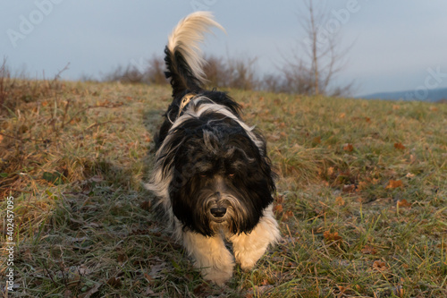 Schapendoes / Polski Owczarek Nizinny (PON) Mix running photo