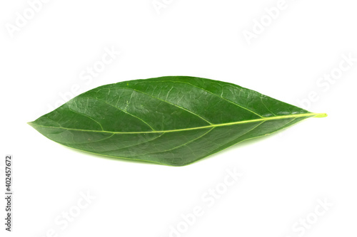 Noni or Morinda Citrifolia green leaf isolated on white background. Noni leaves are high nutrients and antioxidants.