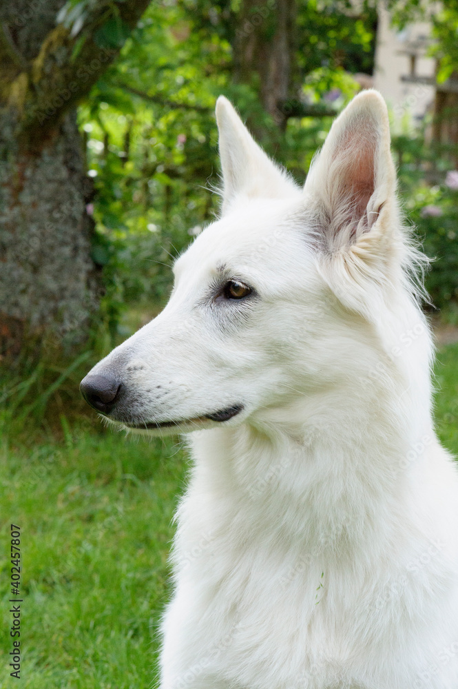 Berger Blanc Suisse im Garten Berger Blanc Suisse im Garten