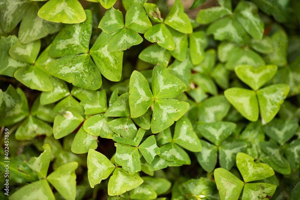 Fresh green grass and foliage Fresh green grass and foliage