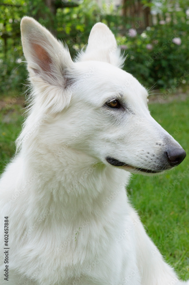 Obraz premium Berger Blanc Suisse