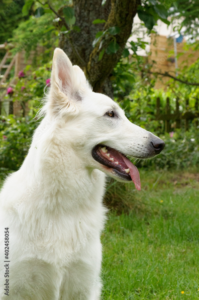 Berger Blanc Suisse