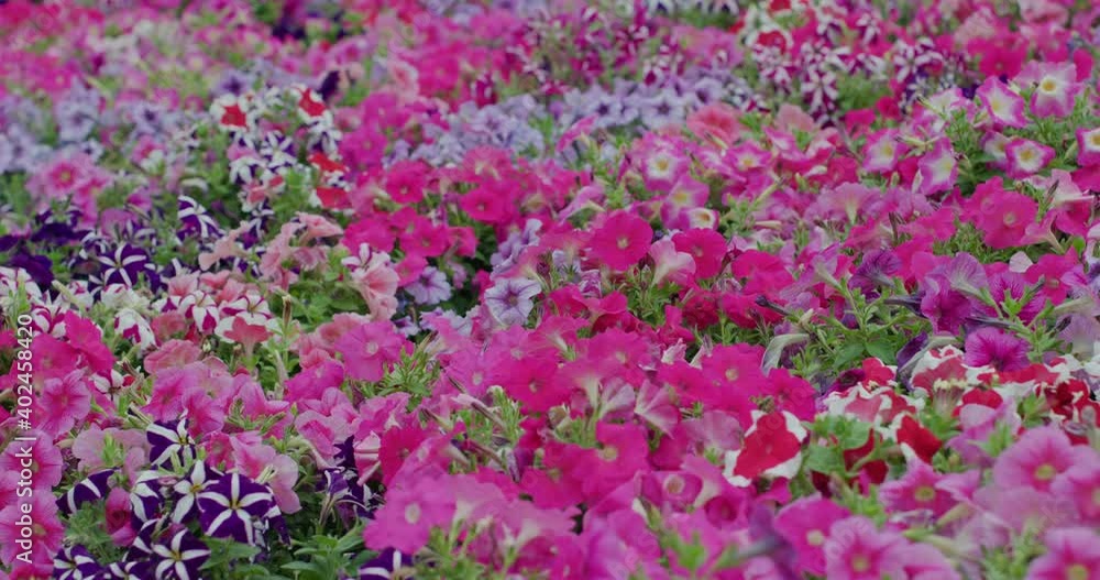 Flower field with different colour Flower field with different colour
