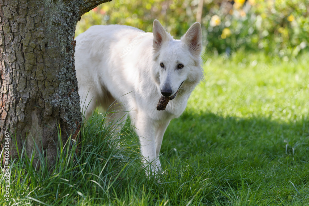 Schweizer Schäferhund mit Tannenzapfen Schweizer Schäferhund mit Tannenzapfen