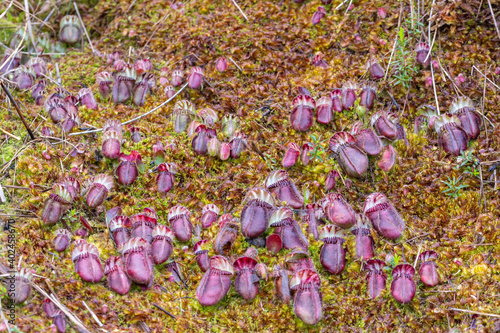 colony of Cephalotus follicularis, the Albany pitcher plant, in natural habitat seen close to Walpole in Western Australia photo