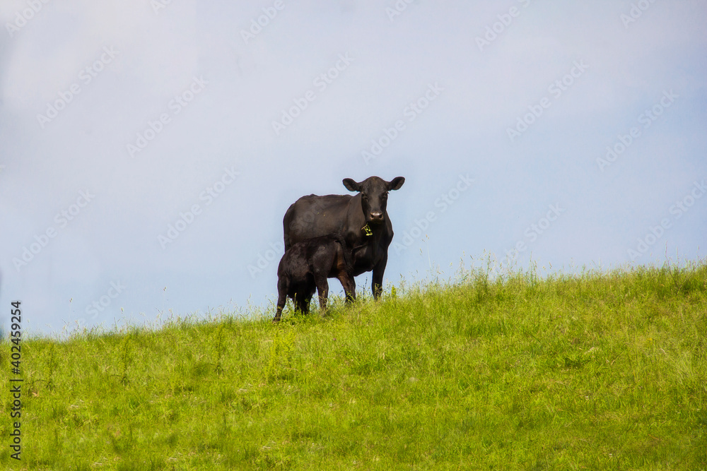 Black cows on a green grassy hill Black cows on a green grassy hill