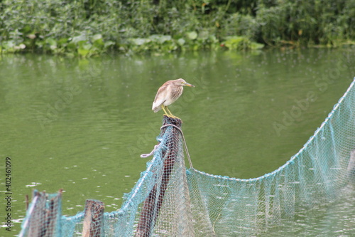 Pond Heron sitting on the pole