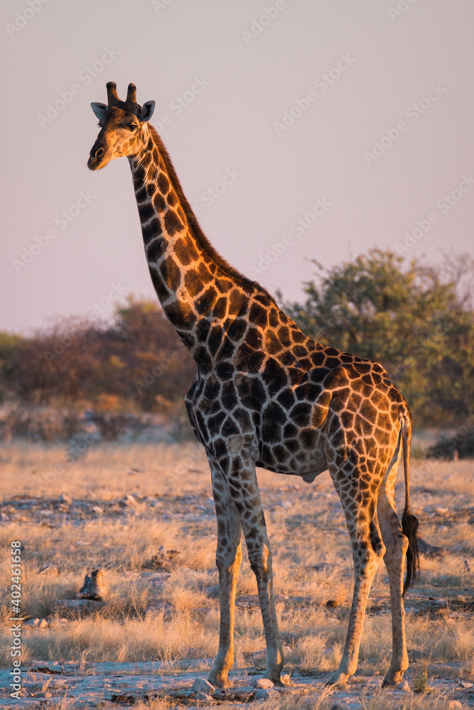Obraz premium Giraffe im Abendlicht