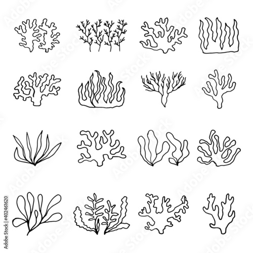 seaweed sea drawing vector sketch set
