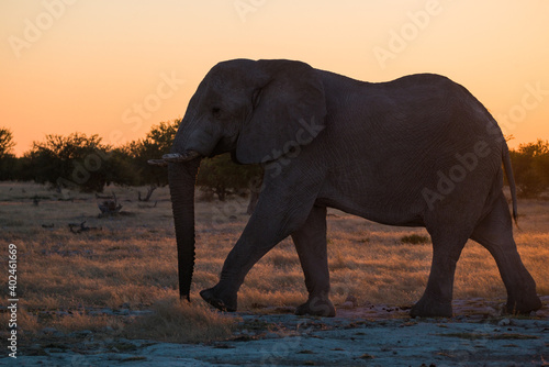 Elefant auf dem Weg zum Wasserloch