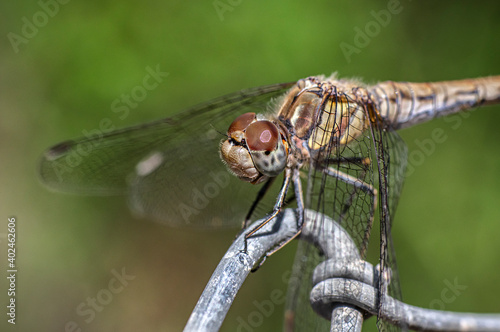 Dragonflies Macro photography in the countryside of Sardinia Italy