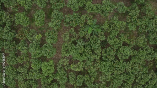 Aerial footage; top down view of a cacao plantation showing the many trees intercropped with a few bananatrees photo