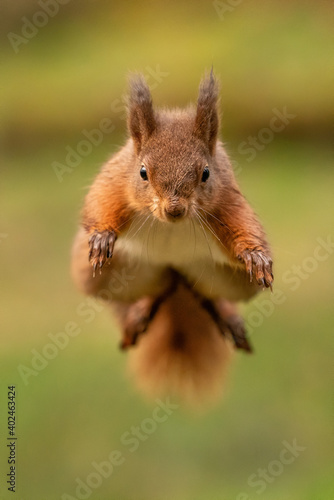 Red Squirrel  Sciurus vulgaris  wild animal in Yorkshire England