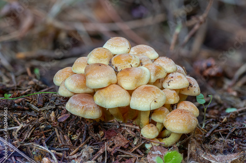 Sulfur tuft cluster growing out of the pine tree duff