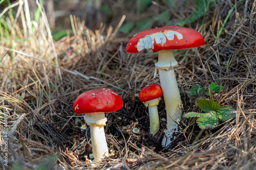 Fényképezés Tall and slender amanita muscaria family growing out of the pine tree duff