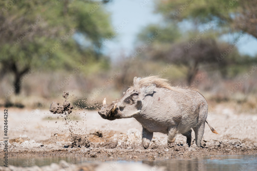 Warzenschwein am Wasserloch Warzenschwein am Wasserloch