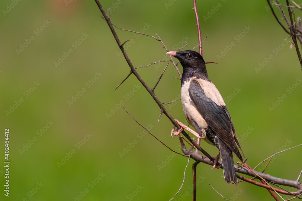 Obraz premium Rosy starling, Sturnus roseus, Pastor roseus. The bird sits on the branches of a thorny bush on a green background