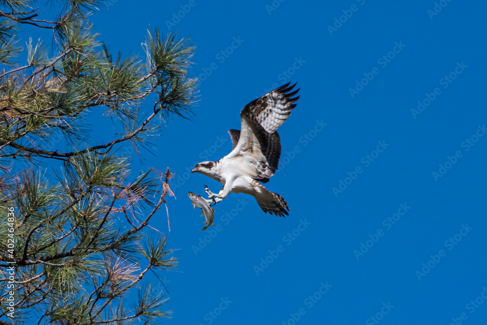 Osprey (Pandion haliaetus) With Fresh Rainbow Trout Catch Osprey (Pandion haliaetus) With Fresh Rainbow Trout Catch
