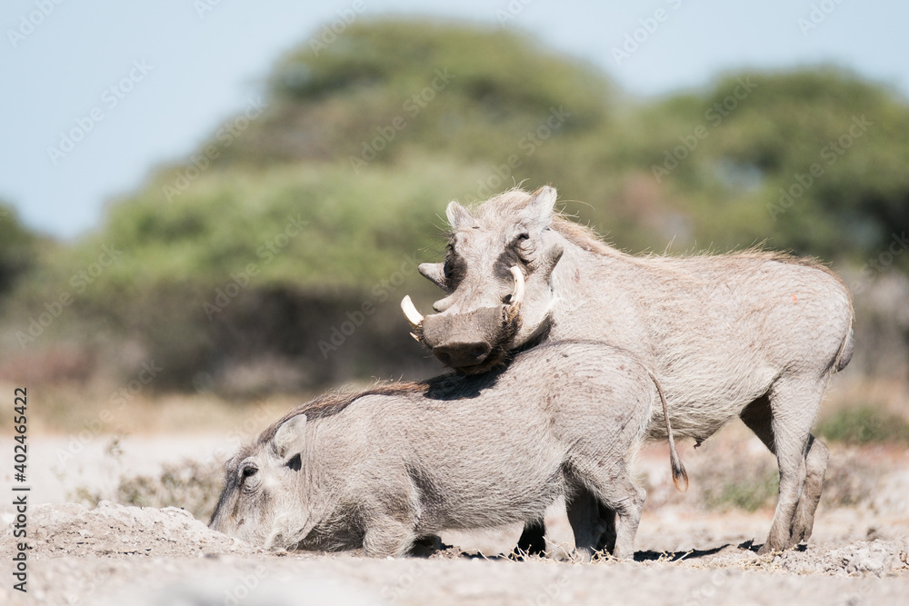 Fototapeta premium Zwei Warzenschweine am Wasserloch