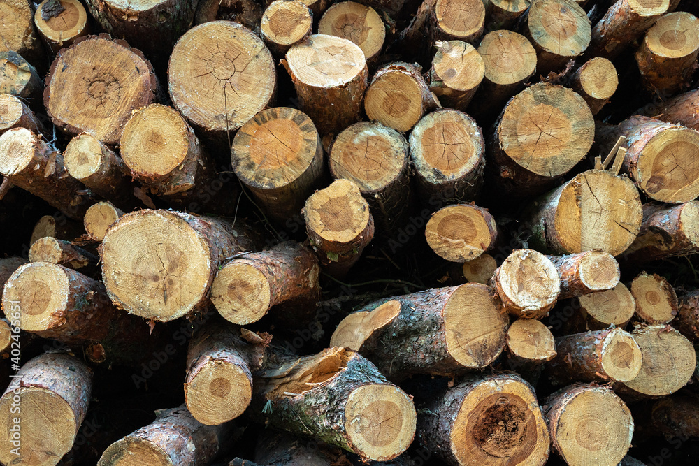 Gestapeltes Kiefernholz im Wald, gesägtes Holz Gestapeltes Kiefernholz im Wald, gesägtes Holz